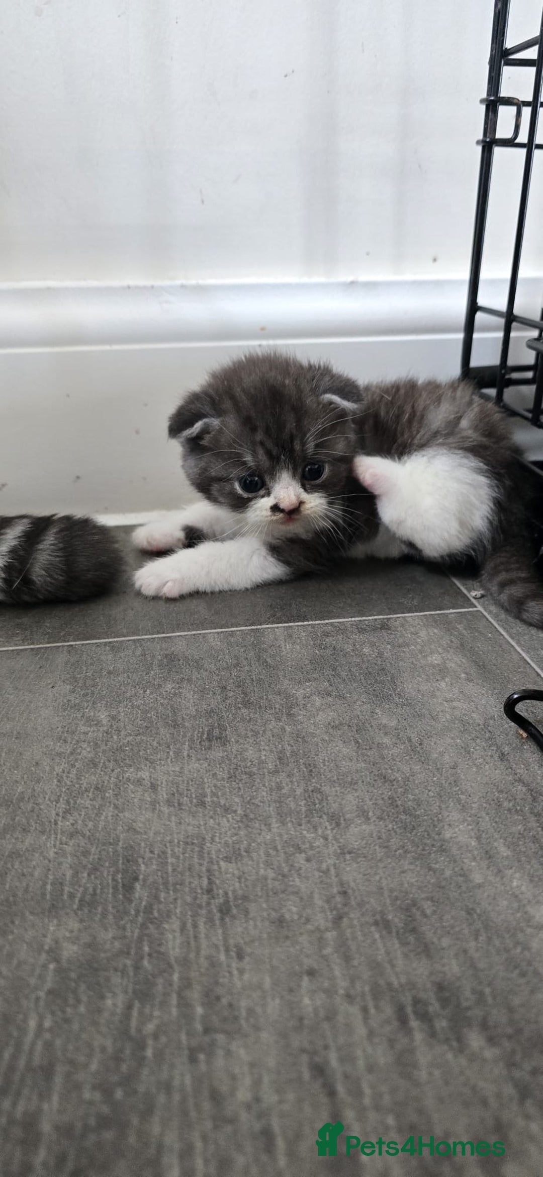 Scottish Fold cats for sale: For sale Scottish fold kitties  - Image 19