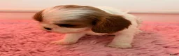 Cavalier King Charles Spaniel dogs for sale: KC Beatiful Quality Puppies - Advert 5