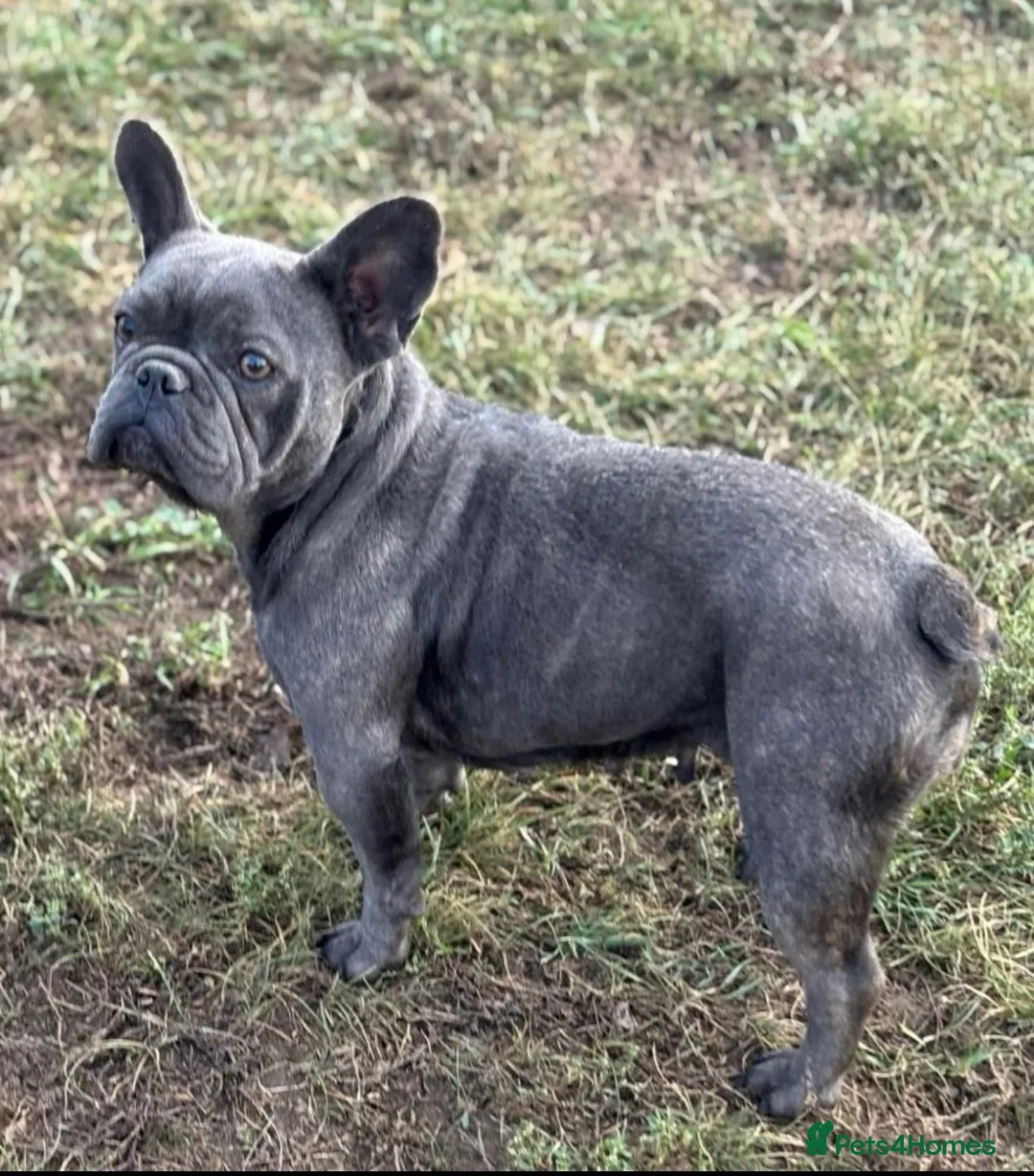 French Bulldog dogs for sale: 10 Month Old French Bulldog  - Advert 2