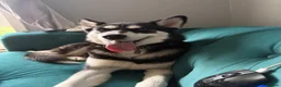 Siberian Husky dogs for sale: Siberian Husky Puppies  in Dunfermline - Advert 4