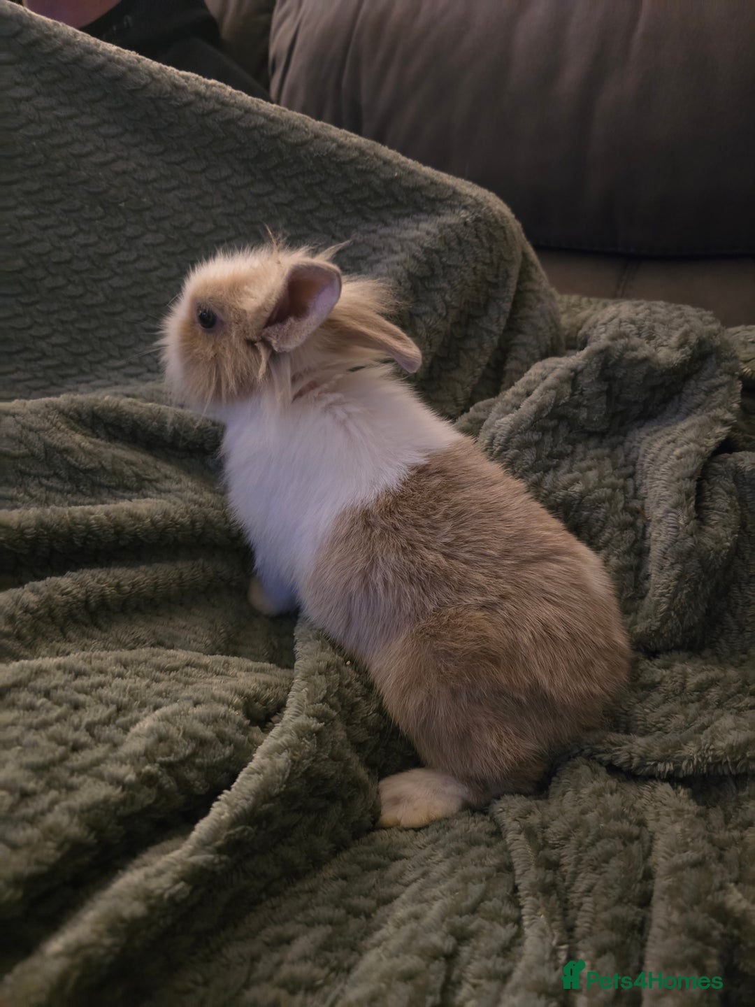 Mixed Breed rabbits for sale: Rabbits for sale.  - Advert 12