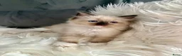 Ragdoll cats for sale: GCCF pedigree ragdolls  - Advert 5