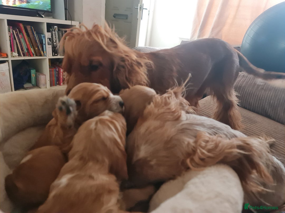 Cocker Spaniel dogs for sale: Golden Cocker Spaniel puppies (boy available) - Advert 27