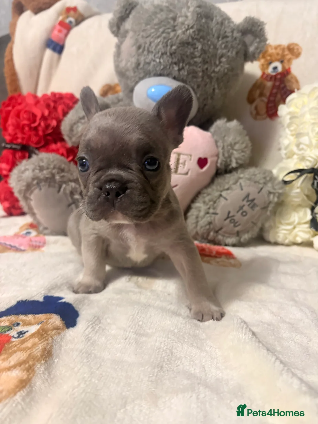 French Bulldog dogs for sale: 🏆 FRENCH BULLDOG 🏆 - Advert 26