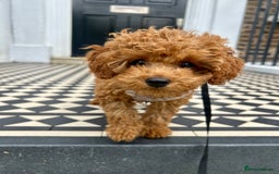 Toy Poodle dogs for sale: Tiny Toy Poodle - Image 1