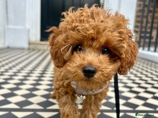 Toy Poodle dogs - Advert 6