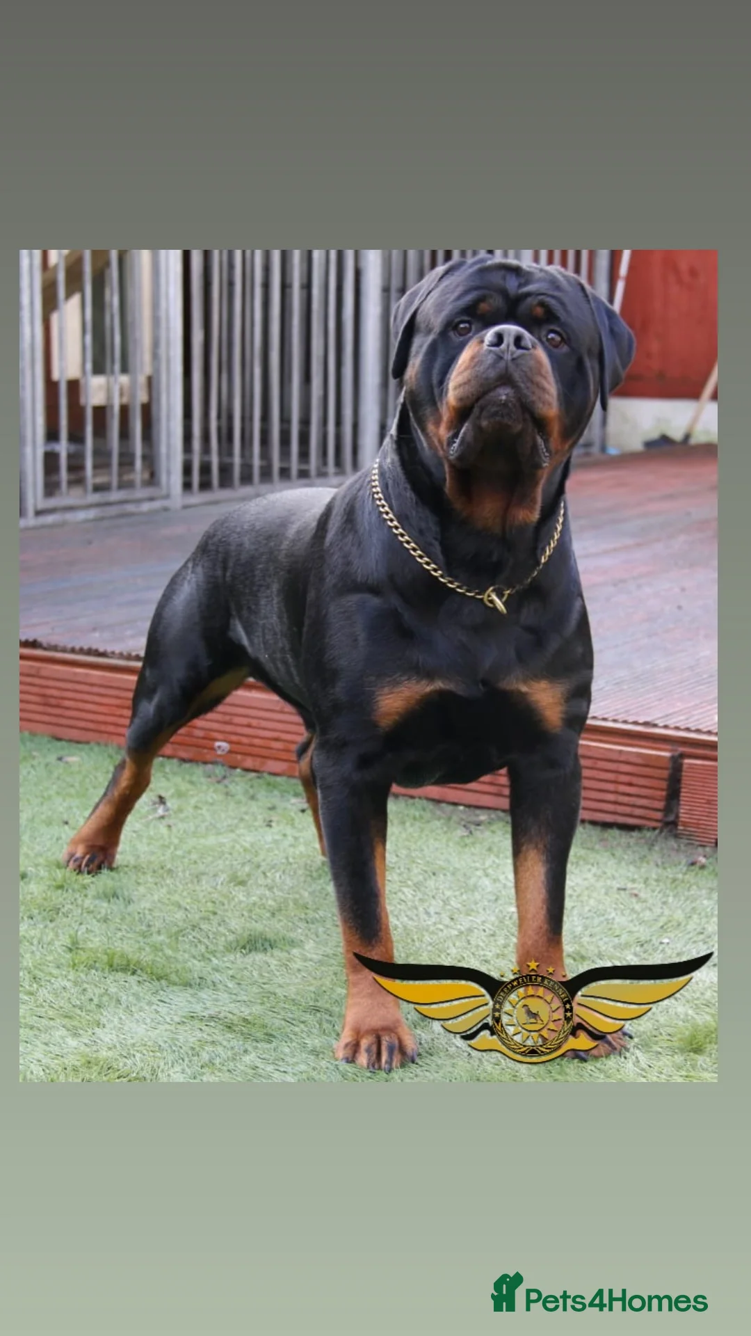 Rottweiler dogs for stud: Rottweiler import Stud (BIG DADDY BRUNO) in Liverpool - Advert 14