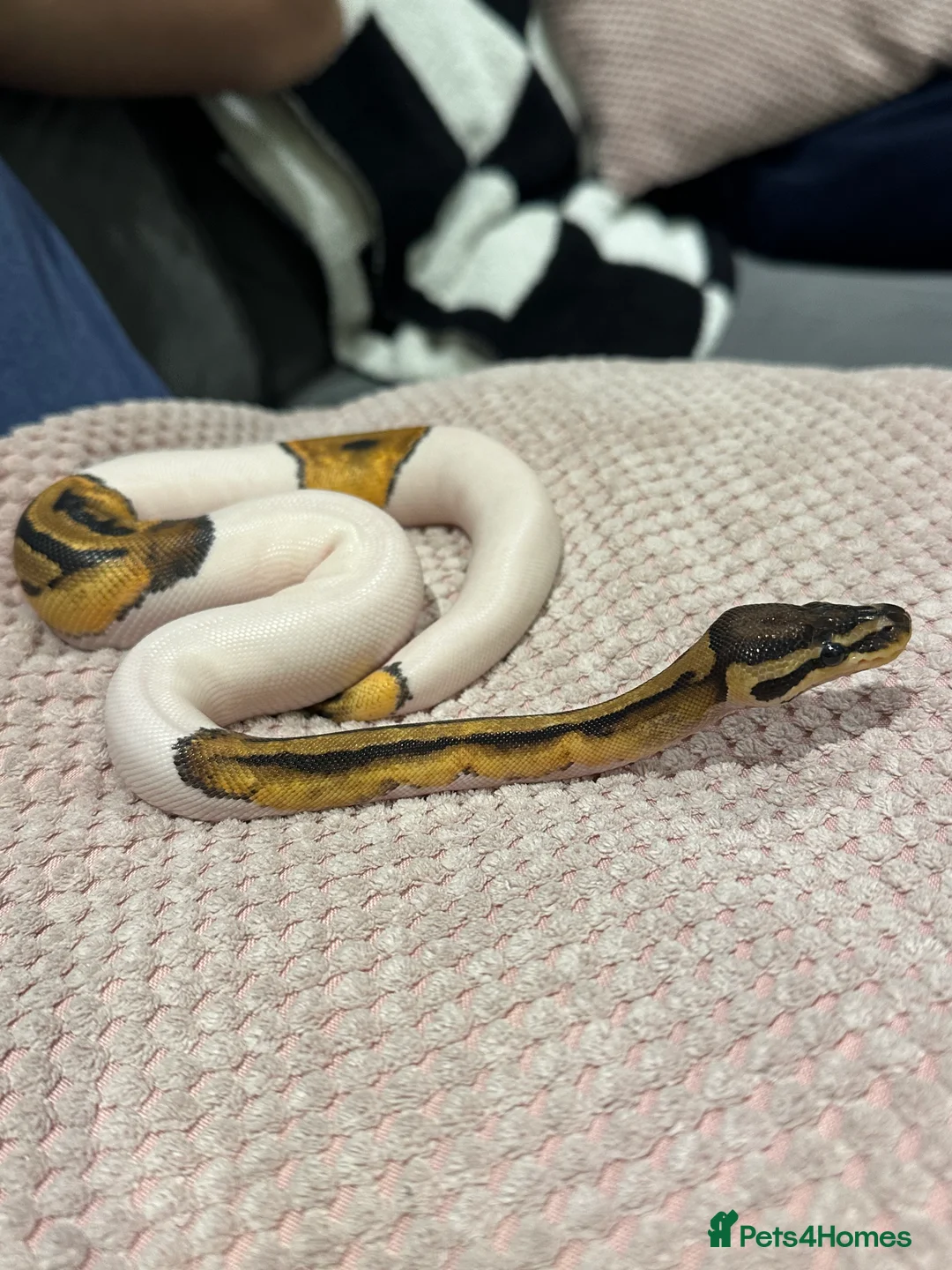 Python Snake reptiles for sale: Female Pied Ball python  - Advert 5