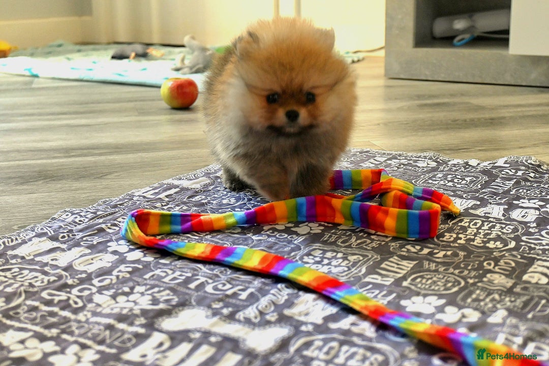Pomeranian dogs for sale: SOLD NEXT LITTER COMING SOON  - Image 2
