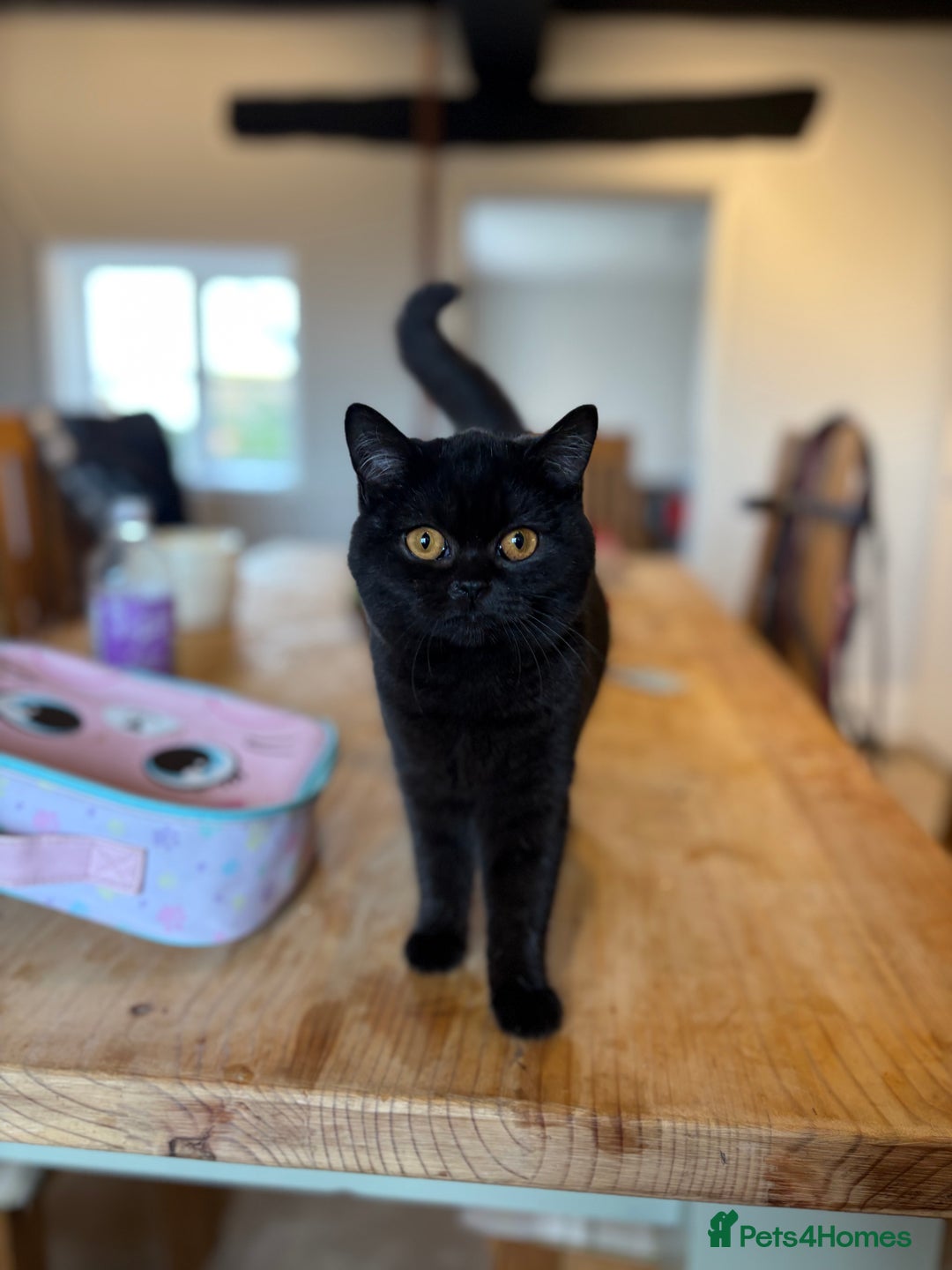 British Shorthair cats for sale: Beautiful British shorthair girl  - Advert 5