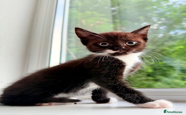 Mixed Breed cats - Advert 11