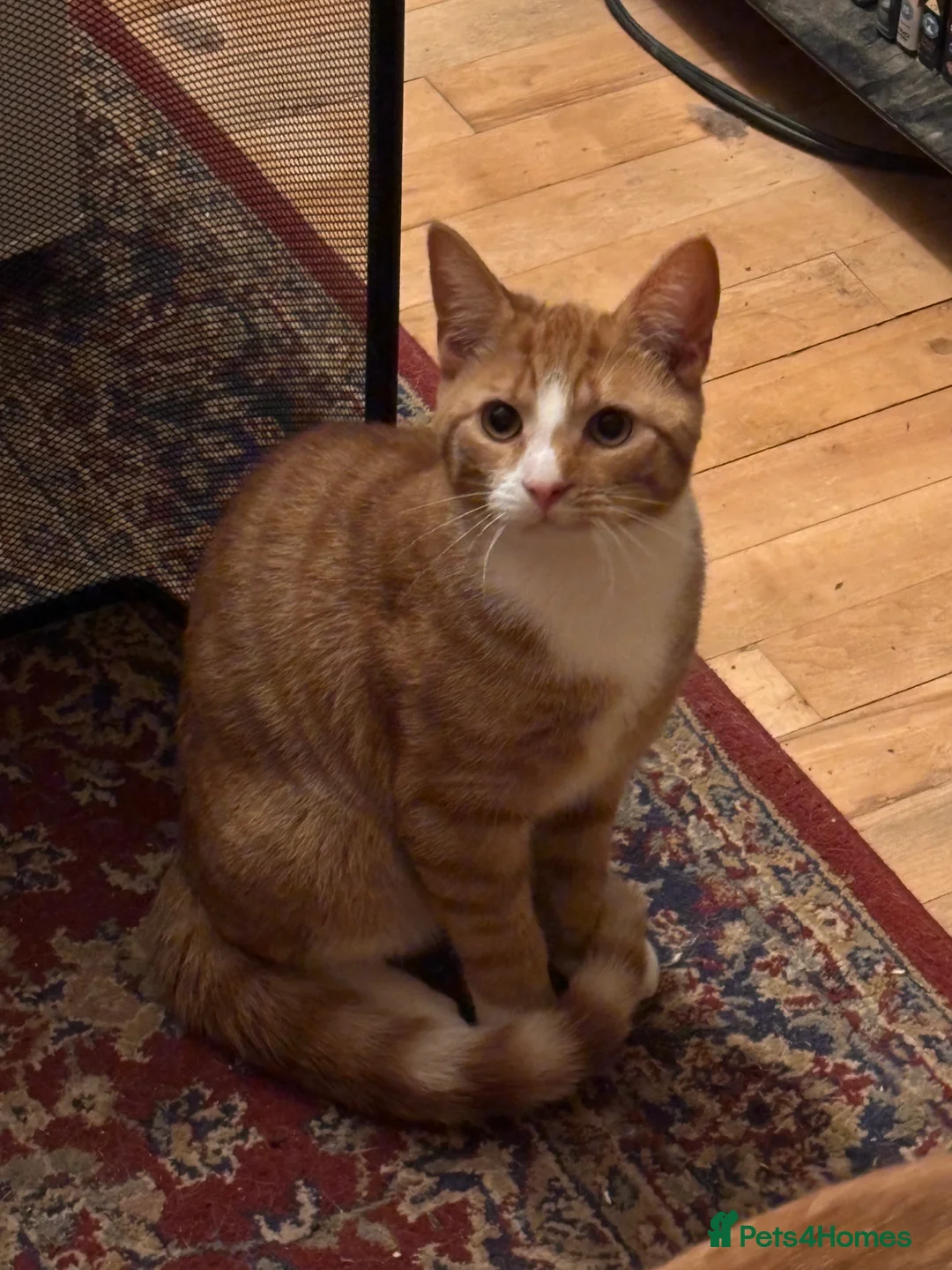 Domestic Shorthair cats for sale: 3 Ginger shorthair male cats - Advert 7