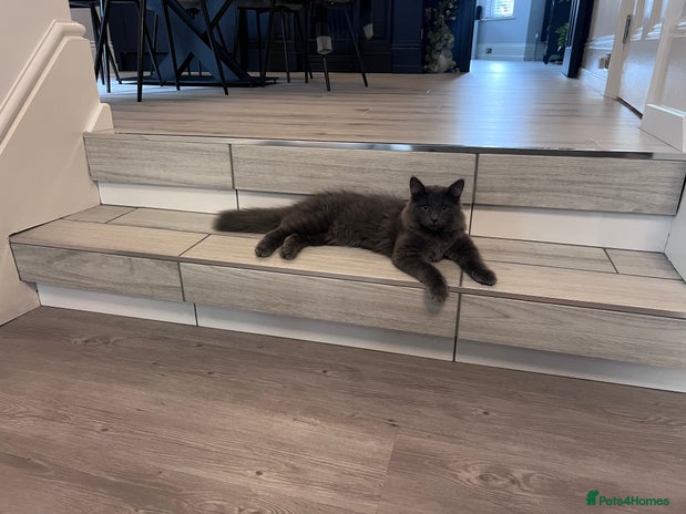 Maine Coon cats Maine coon female mix 4 months old - Advert 1