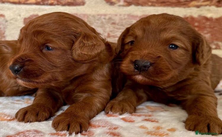 Cockapoo dogs - Advert 3