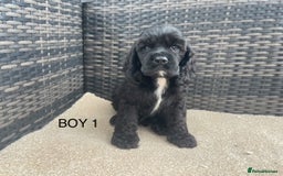 Cocker Spaniel dogs for sale: Adorable American Cocker Spaniels Pups  - Image 8