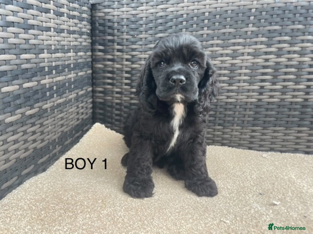 Cocker Spaniel dogs for sale: Adorable American Cocker Spaniels Pups  - Image 8