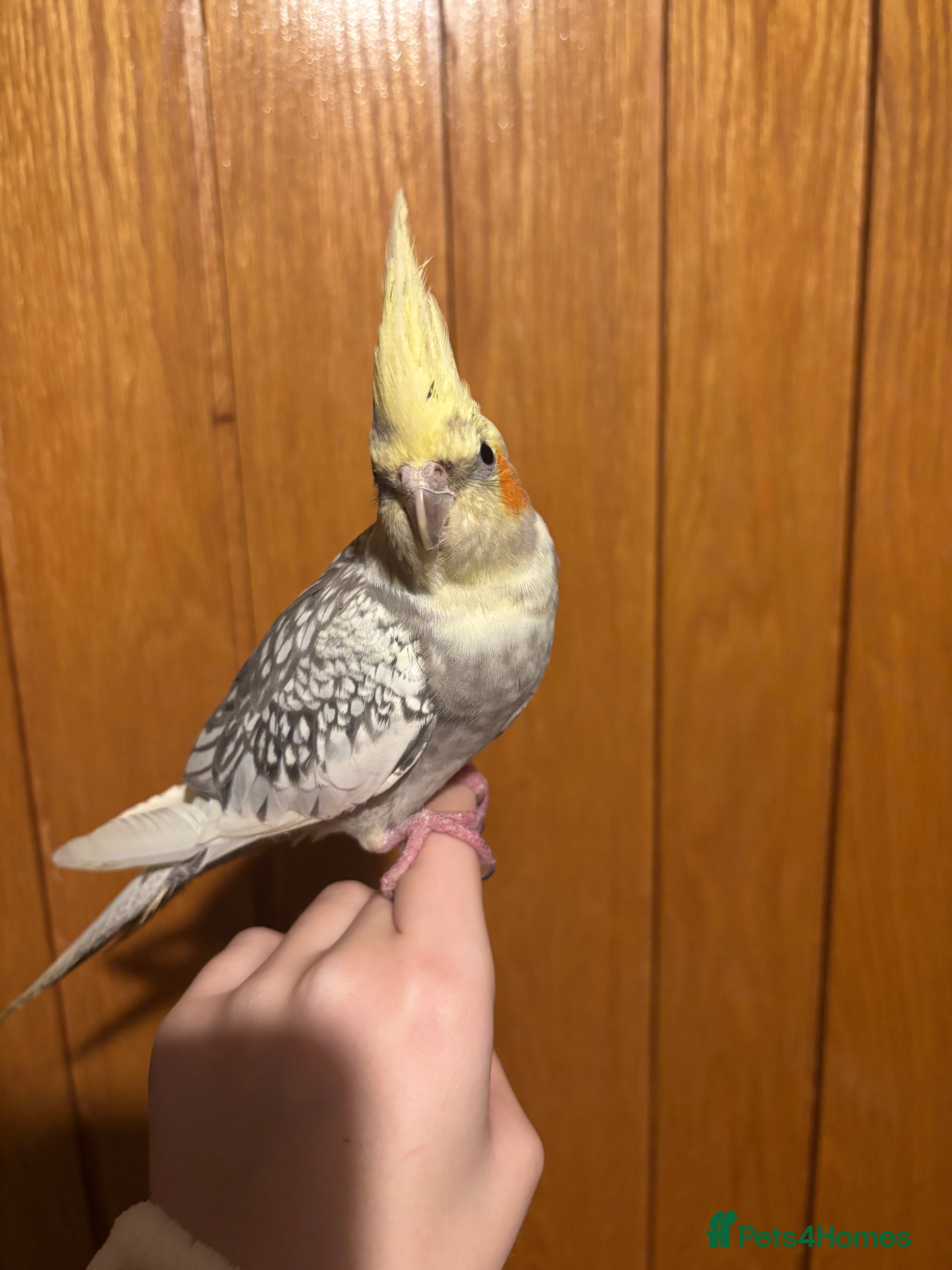 Cockatiels birds beautiful tame cockatiel for sale  - Advert 11