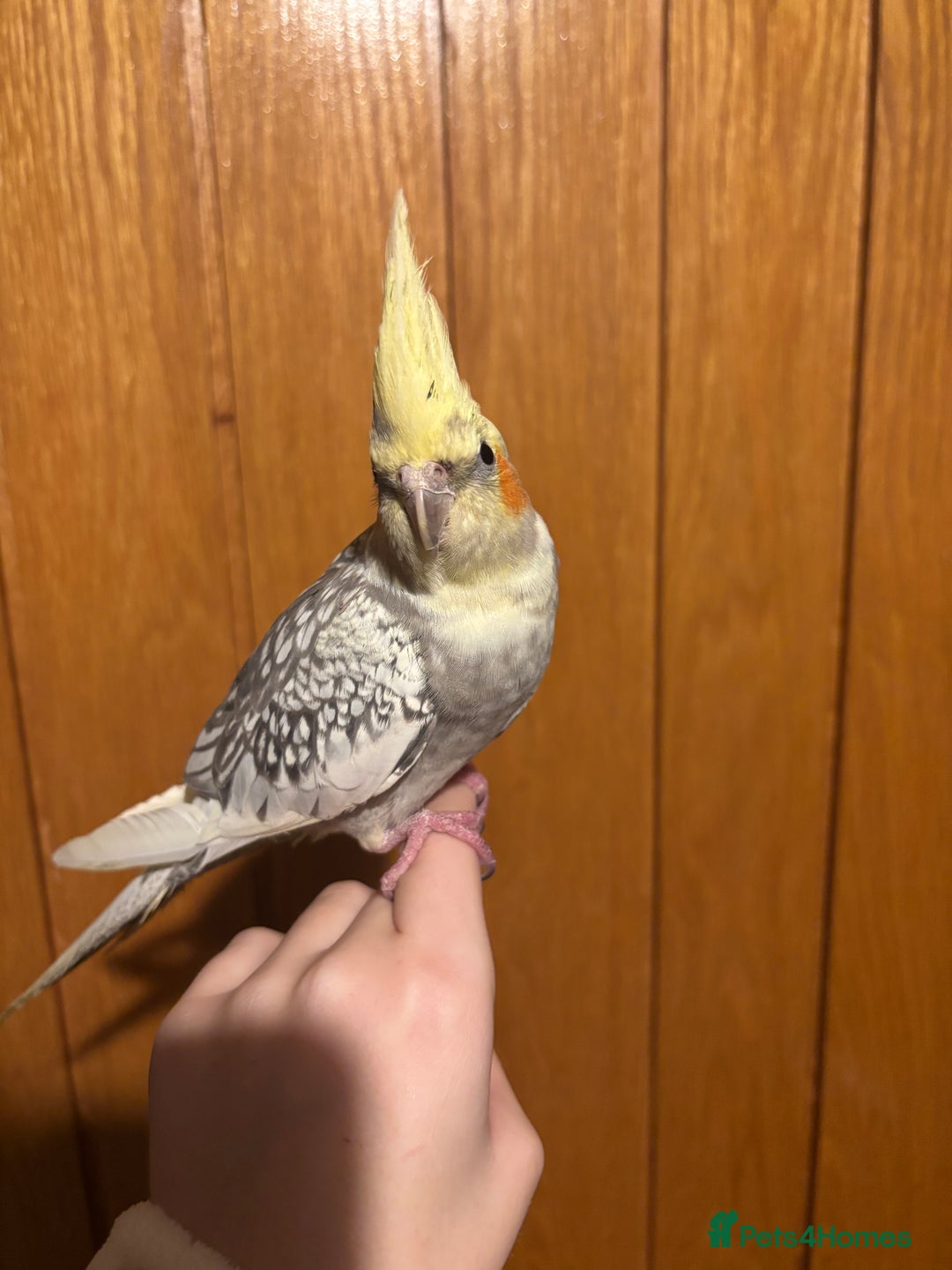 Cockatiels birds for sale: beautiful tame cockatiel for sale  - Advert 1