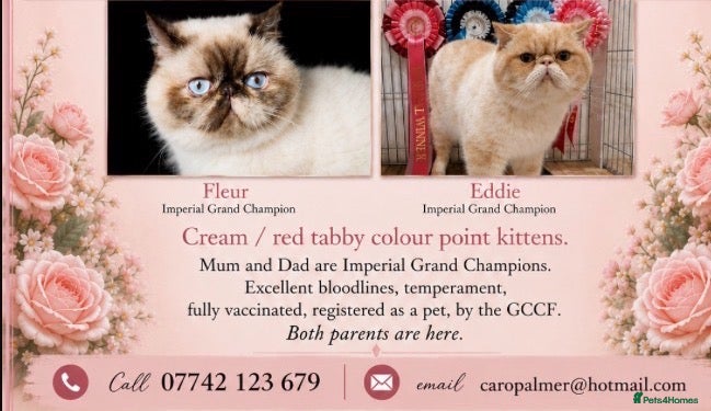 Exotic cats Colour Point Exotic Kittens GCCF Registered  - Advert 1