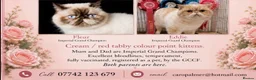 Exotic cats for sale: Colour Point Exotic Kittens GCCF Registered  - Advert 1