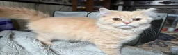 British Longhair cats for sale: Full pedigree GCCF registered British Longhair   - Advert 4