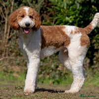 Goldendoodle dogs Red & White Parti Fully HealthTested Goldendoodle in Newport - Advert 1