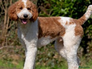 Goldendoodle dogs in Newport - Advert 25