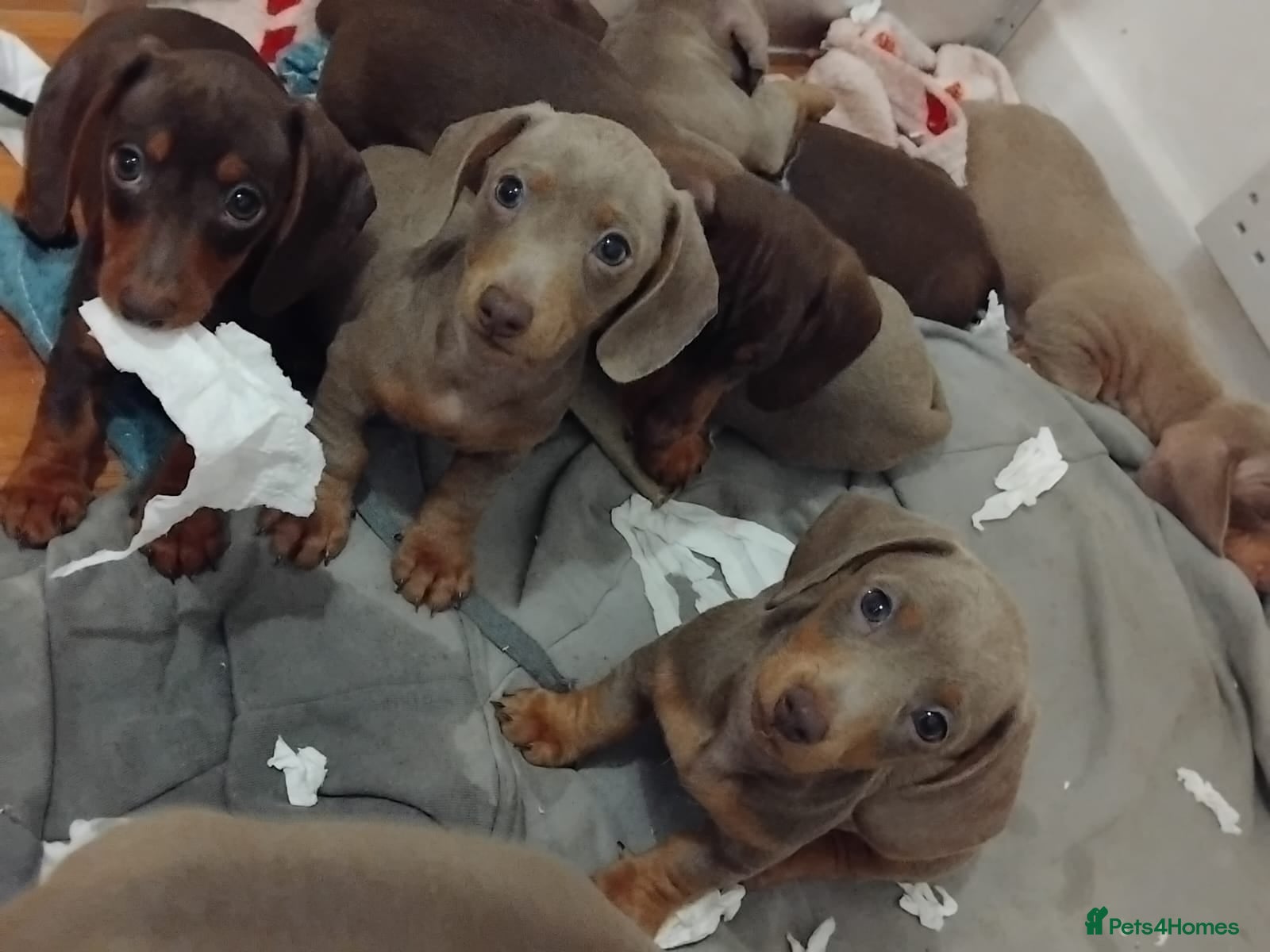 Dachshund dogs 5 male mini dachshund puppies  - Advert 4