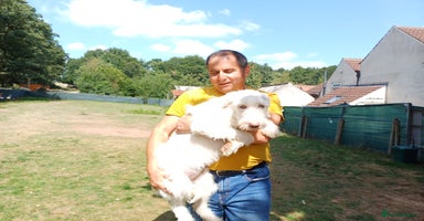 Mixed Breed dogs - Advert 5