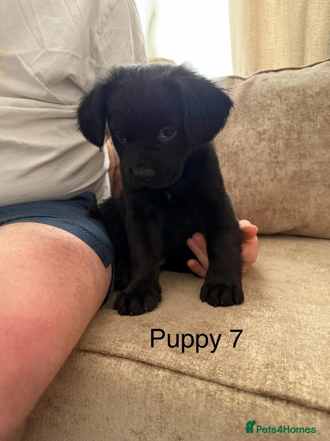 Mixed Breed dogs for sale: German Shepherd X French Bull Dog Puppies in Blackburn - Advert 16