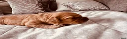 Cockapoo dogs for sale: Beautiful miniature F2 cockapoos - Advert 27