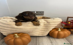 Miniature Dachshund dogs for sale: Beautiful miniature dachshund puppies  - Image 27