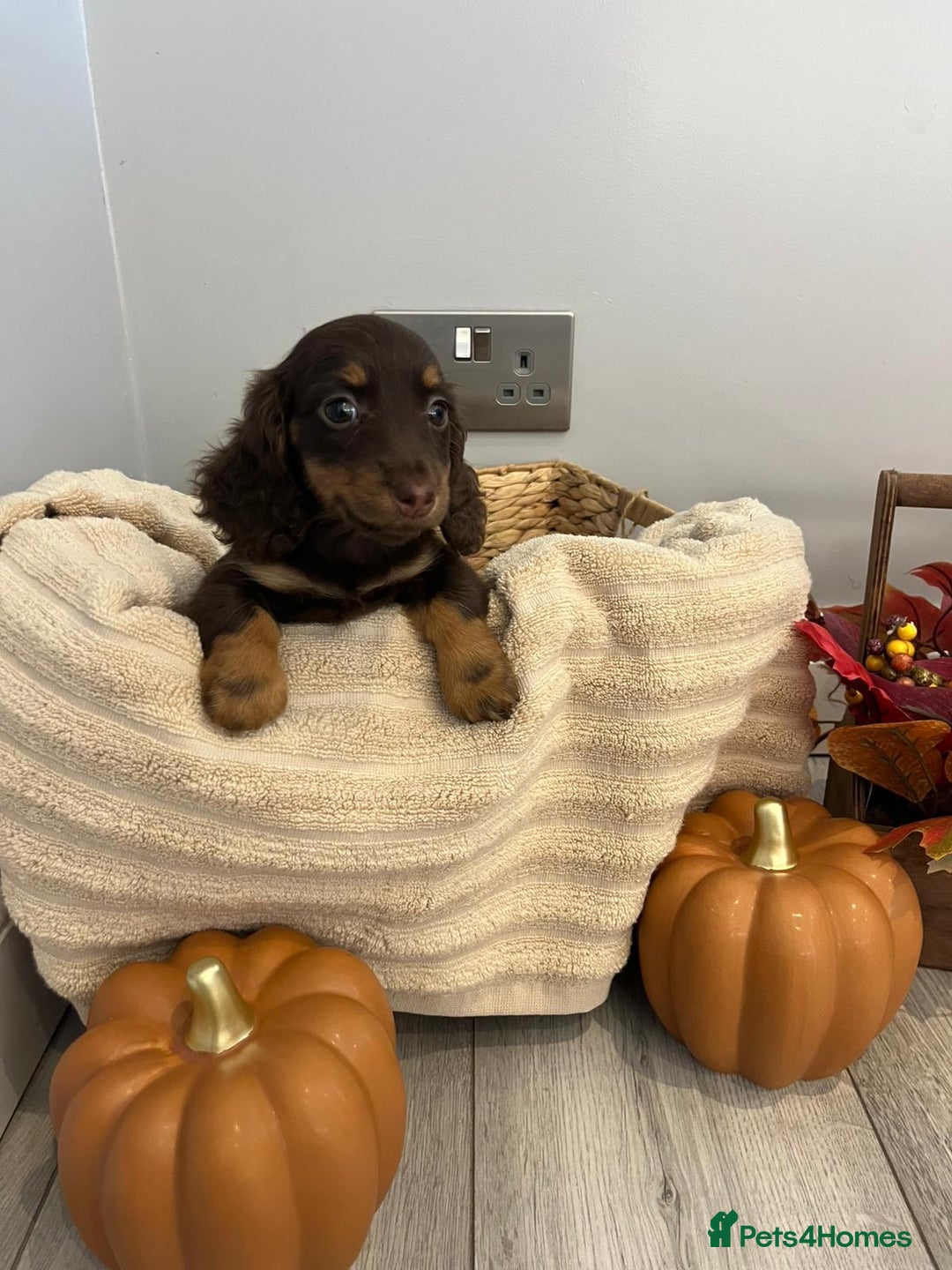 Miniature Dachshund dogs for sale: Beautiful miniature dachshund puppies  - Image 27