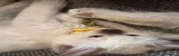 Ragdoll cats for sale: Beautiful ragdoll kittens  - Advert 8