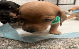 Mixed Breed dogs for sale: Maltese Cross Miniature Dachshund  - Image 10