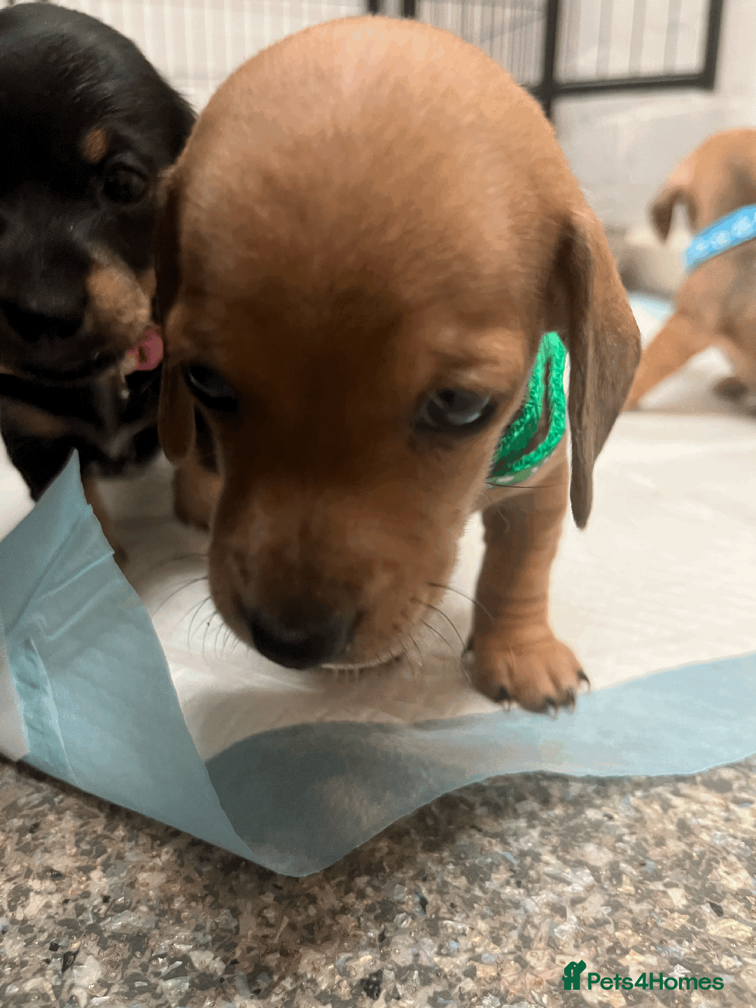 Mixed Breed dogs for sale: Maltese Cross Miniature Dachshund  - Image 10