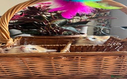 Persian cats for sale: Half Persian 2 Boys  - Image 4
