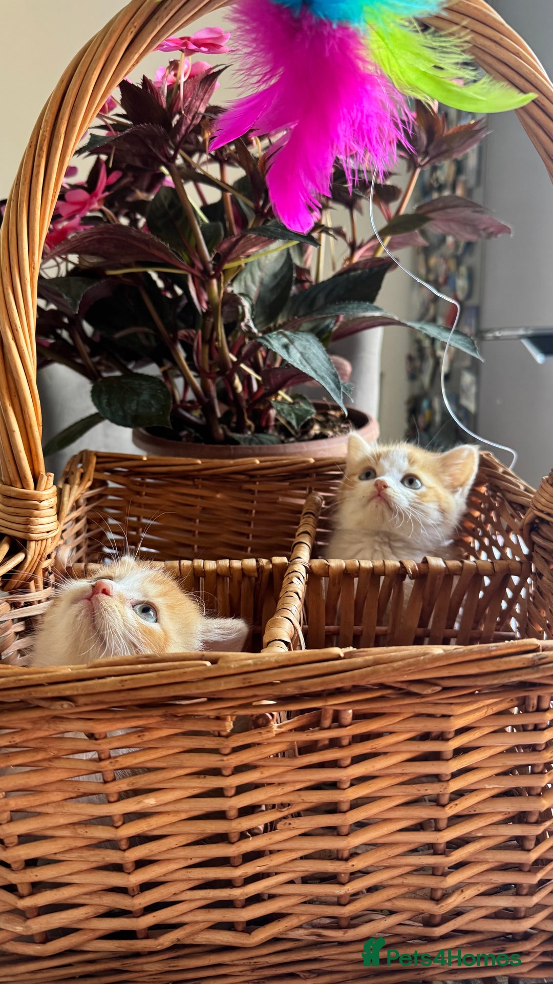 Persian cats for sale: Half Persian 2 Boys  - Image 4