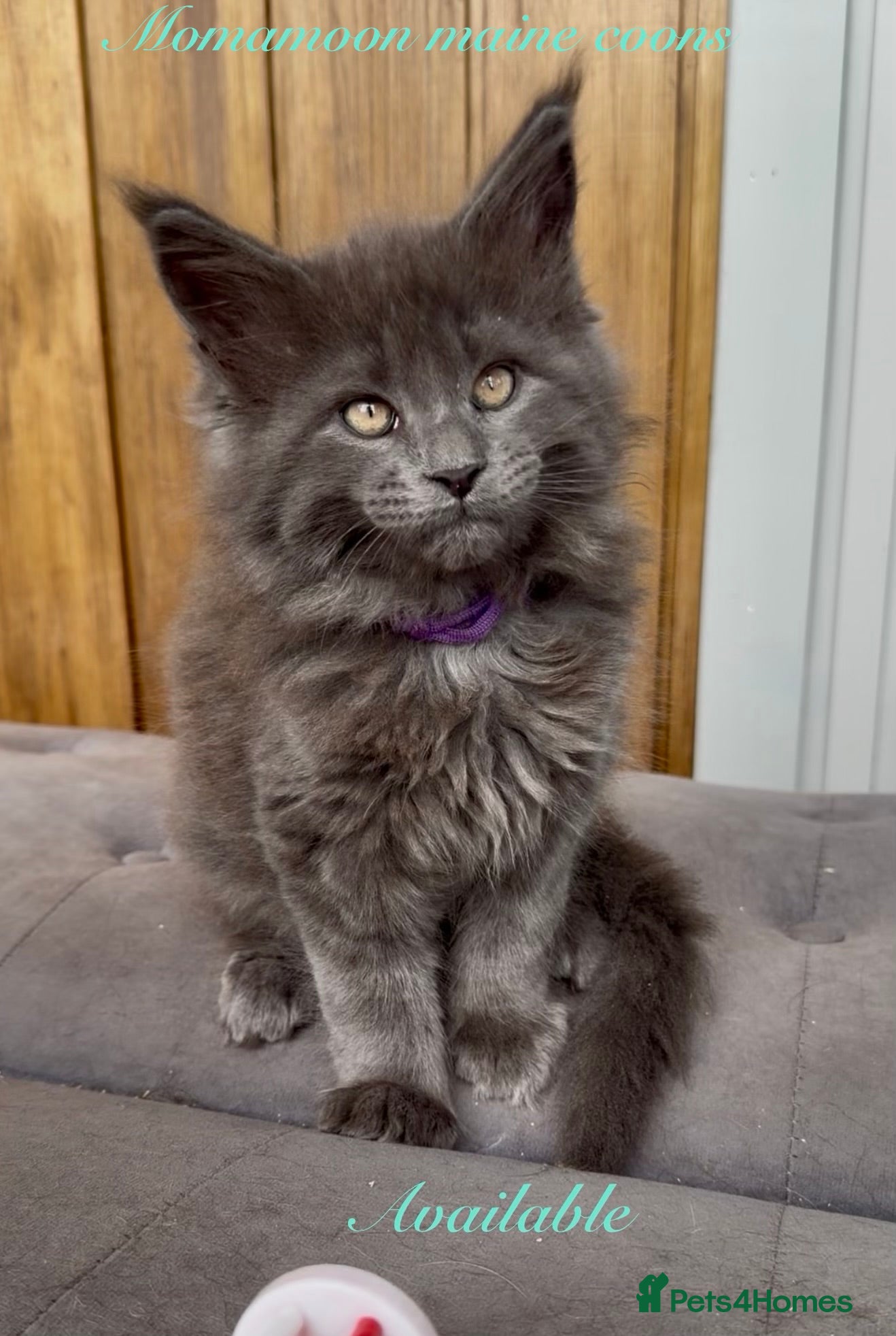 Maine Coon cats Beautiful GCCF reg Maine coon kittens for sale  - Advert 2