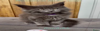 Maine Coon Kitten 4