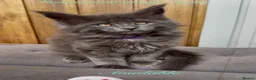 Maine Coon cats for sale: Beautiful GCCF reg Maine coon kittens for sale  - Advert 12