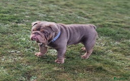 English Bulldog dogs for stud: Beautiful lilac and tan british bulldog for stud  in Norwich - Image 2