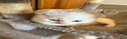Scottish Fold cats for sale: Gorgeous Scottish Fold & Straight Kittens  in Ayr - Advert 32