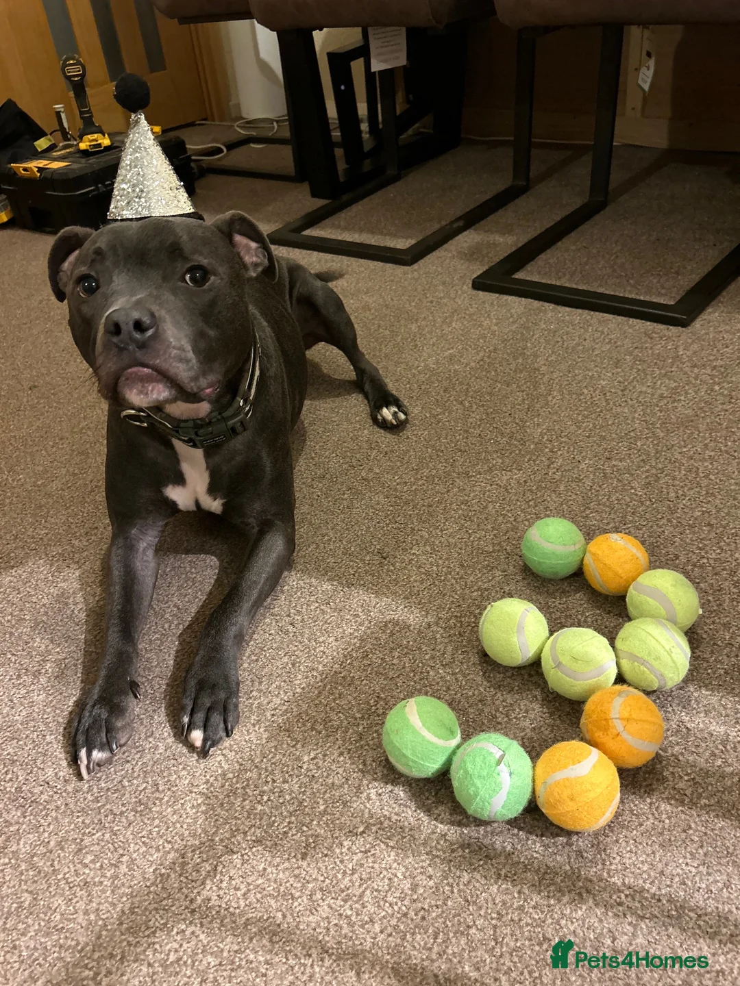 Staffordshire Bull Terrier dogs for sale: Staffordshire Bull Terrier - Advert 4