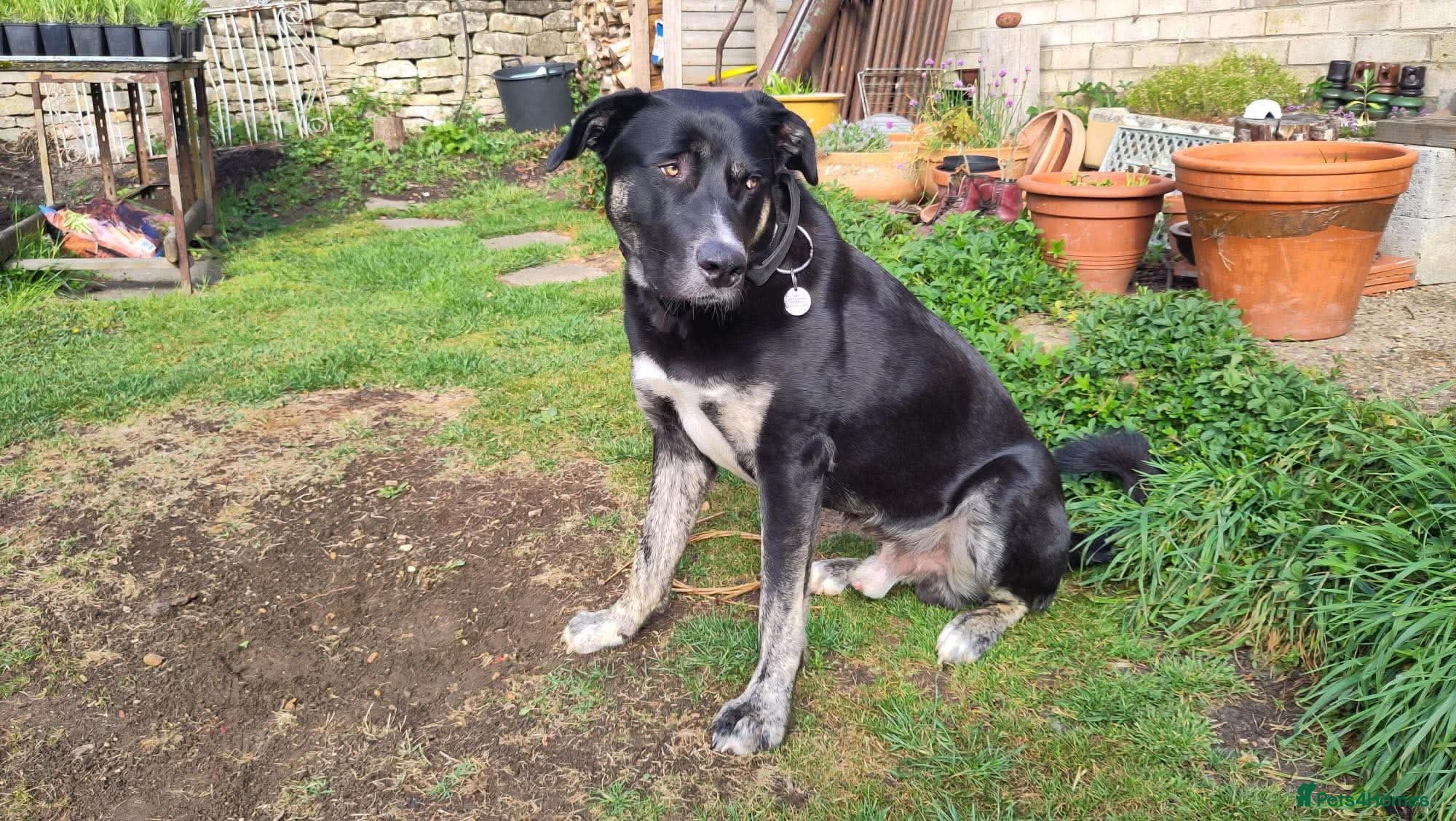 Mixed Breed dogs for adoption: BUSTER- quiet home wanted for sensitive young boy - Advert 5