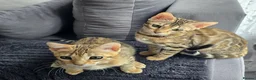 Bengal cats for sale: Ready NOW.. need go ASAP - Advert 4