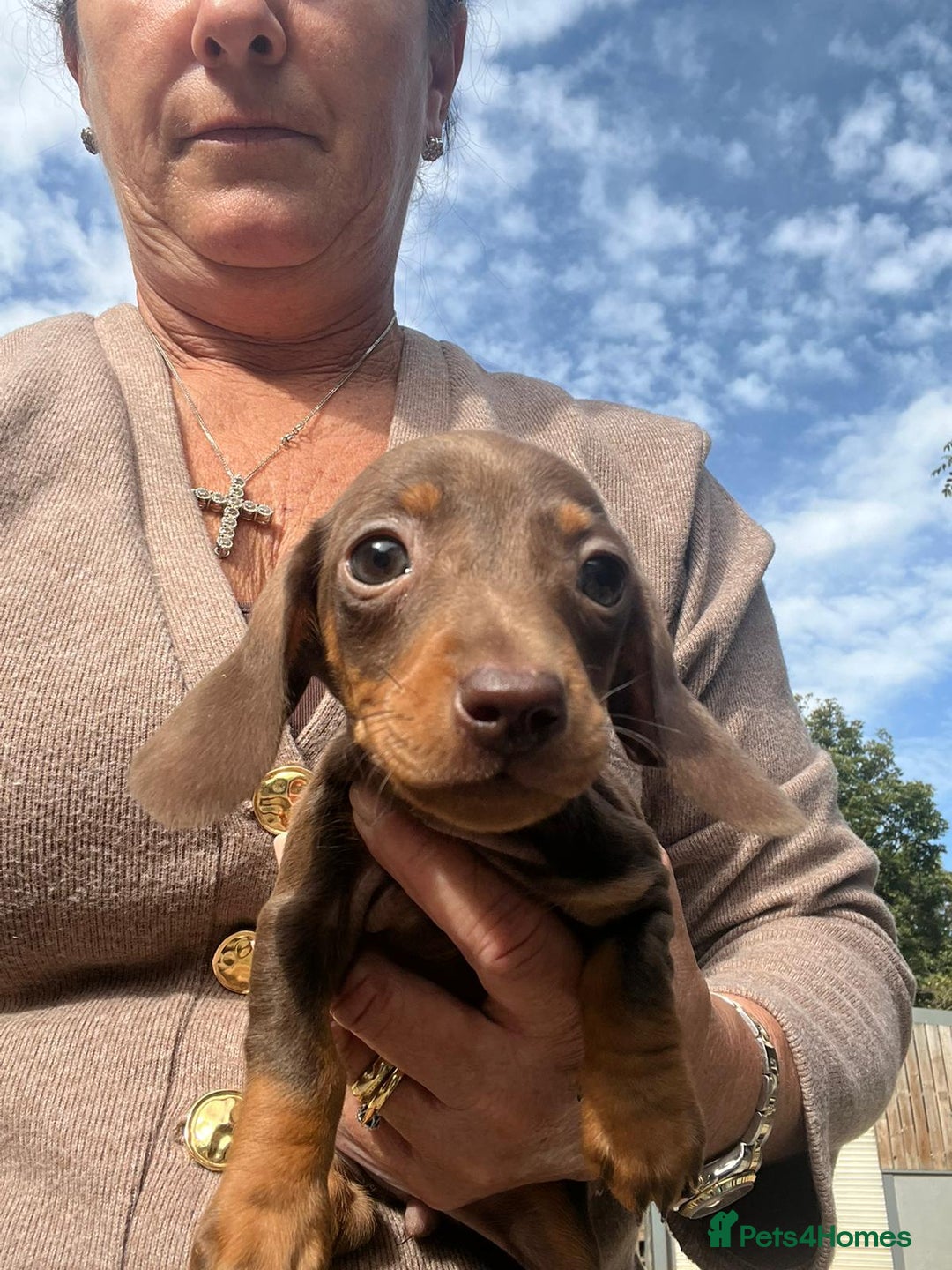 Dachshund dogs for sale: Dachshund puppies  - Image 4
