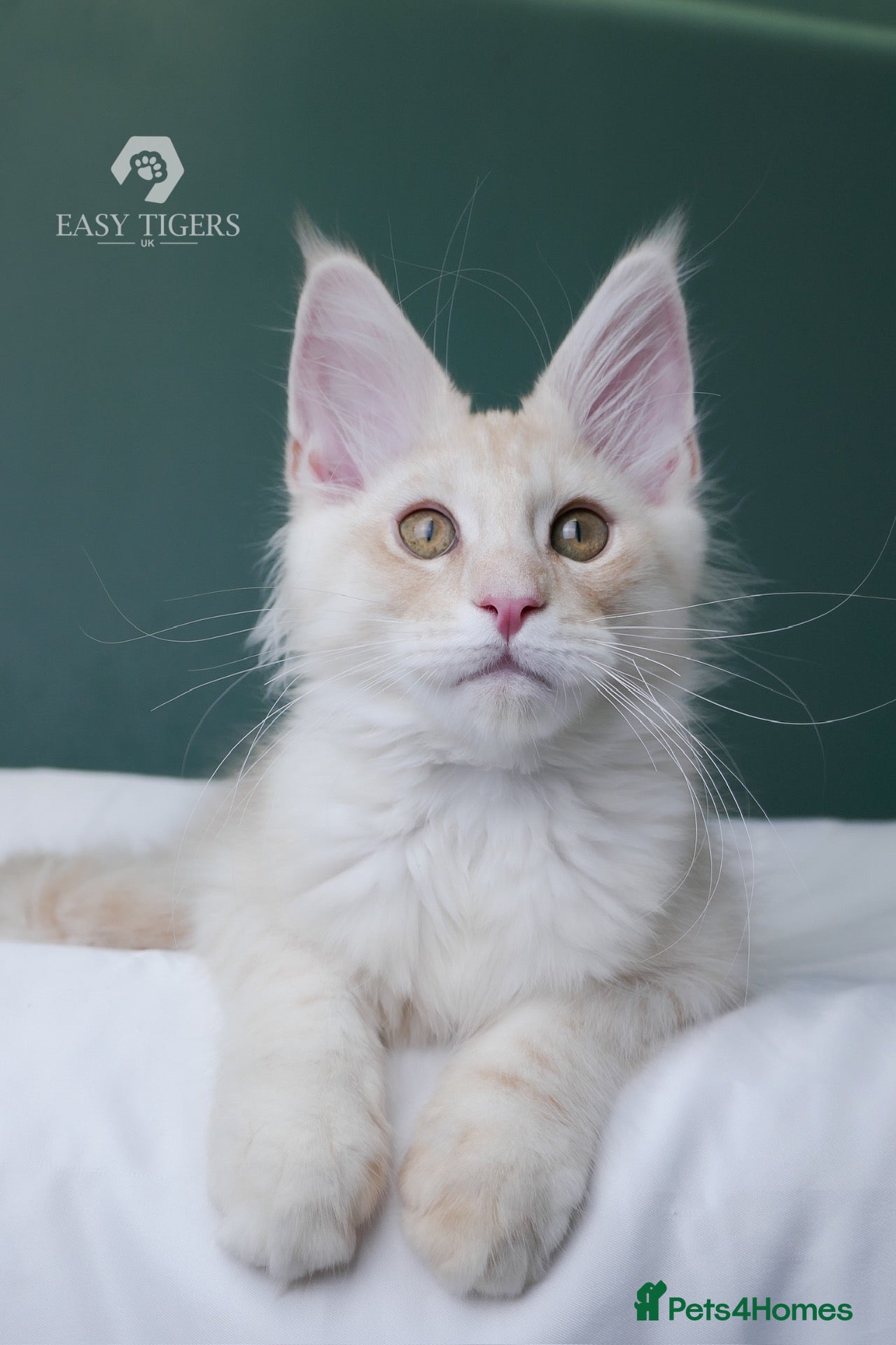 Maine Coon cats Only one beautiful boy left. Super sweet boy  - Advert 17