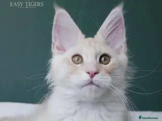 Maine Coon cats Only one beautiful boy left. Super sweet boy - Advert 17