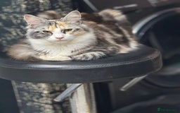 Maine Coon cats for sale: 10 month female reg active pedigree maincoon - Image 5